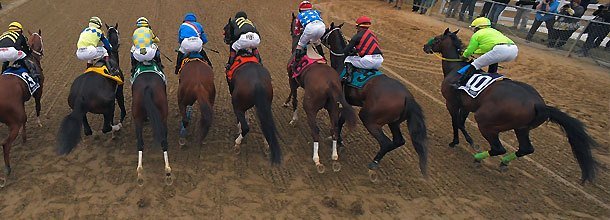 Race horses jump out of the stalls and start to race